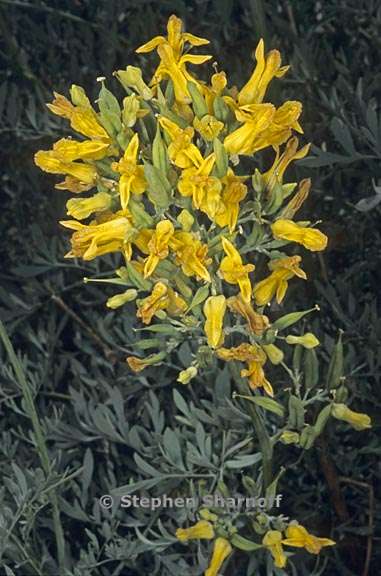ehrendorferia chrysantha 2 graphic